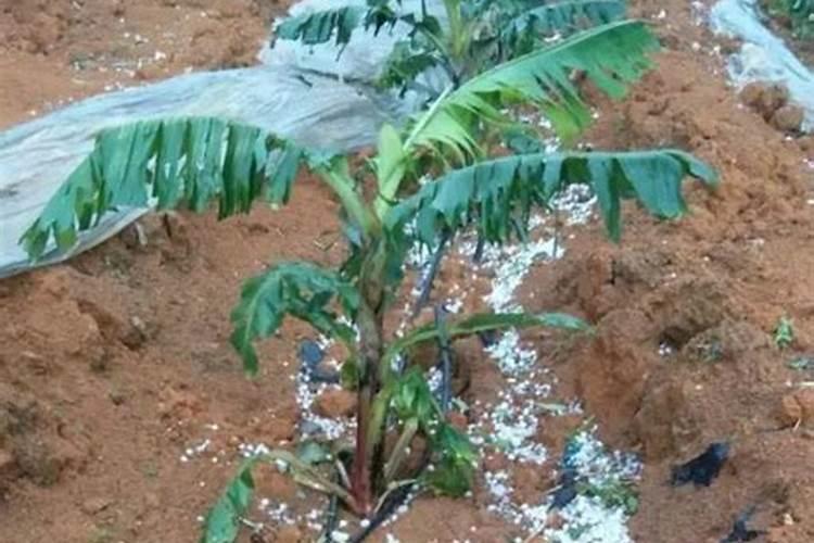 铀能素叶面肥可在香蕉树上喷施吗？