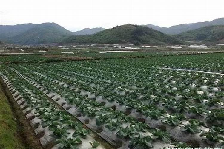 硼肥对改善花椰菜品质的重要作用及施用方法有哪些？