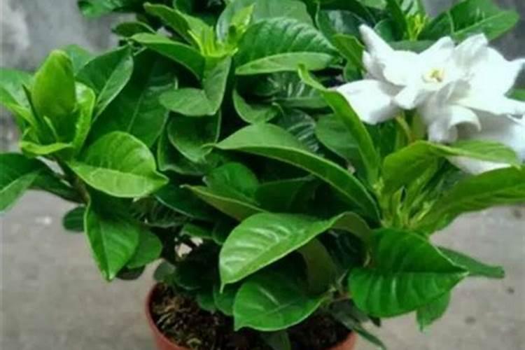 腐植酸的营养液栀子花能用吗