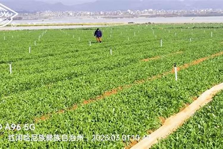 请问一下这是什么花？