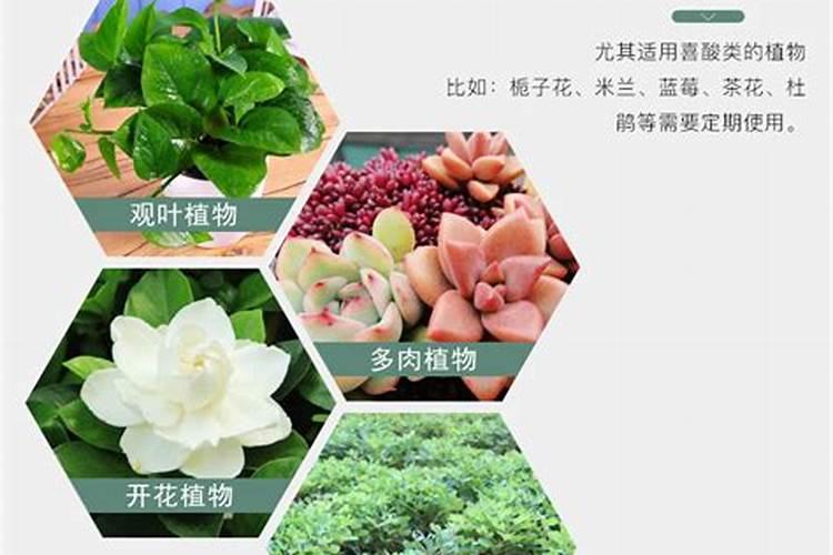 茶花什么时候移栽最好