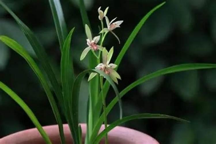 黄秋葵需要什么肥料