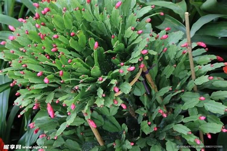 蟹爪兰怎样施肥 蟹爪兰如何施肥