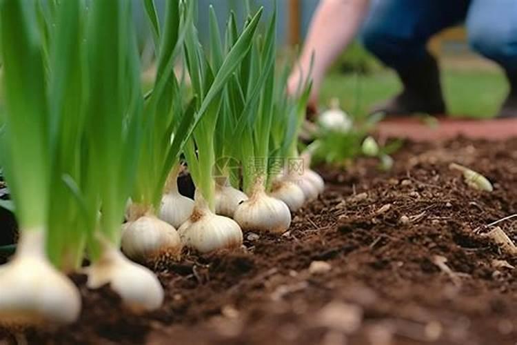 种蒜用什么肥料最好长的大