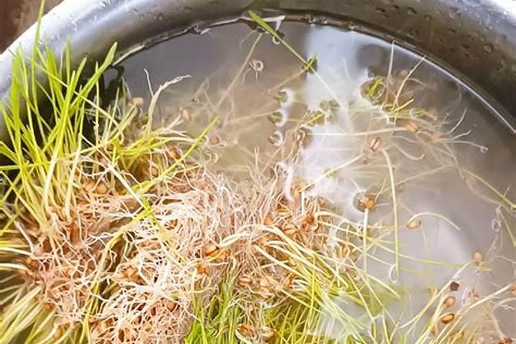 啤酒可以做肥料吗？配比如何调配