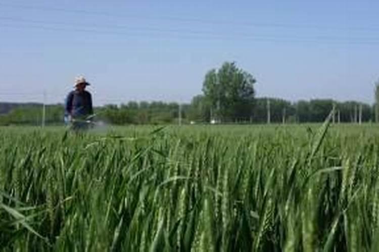 小麦什么时候喷叶面肥比较好