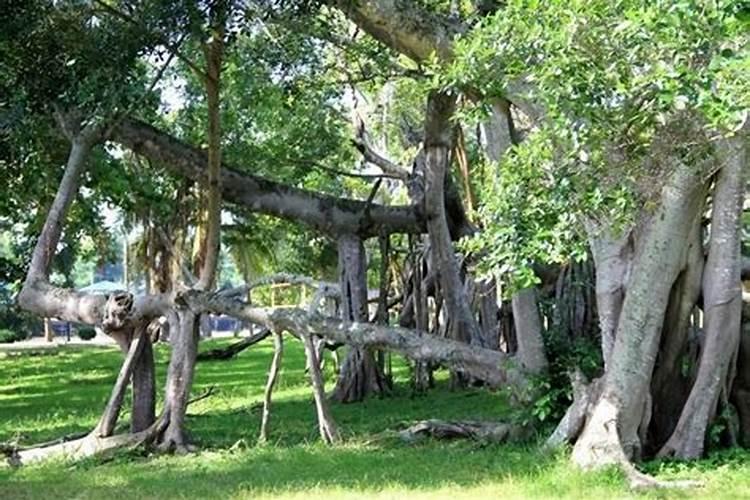 娜荷马怎样避免红蜘蛛