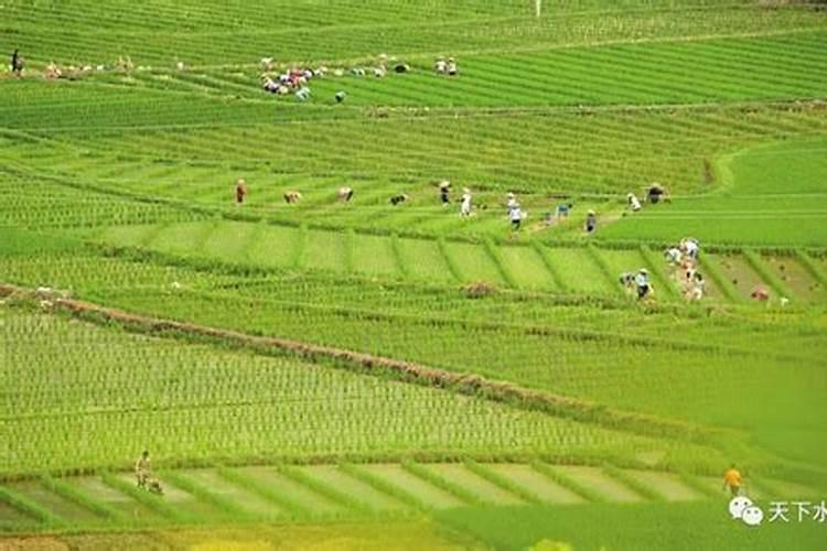 水稻肥料最佳配比