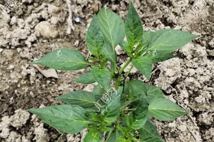 辣子结果施什么肥料