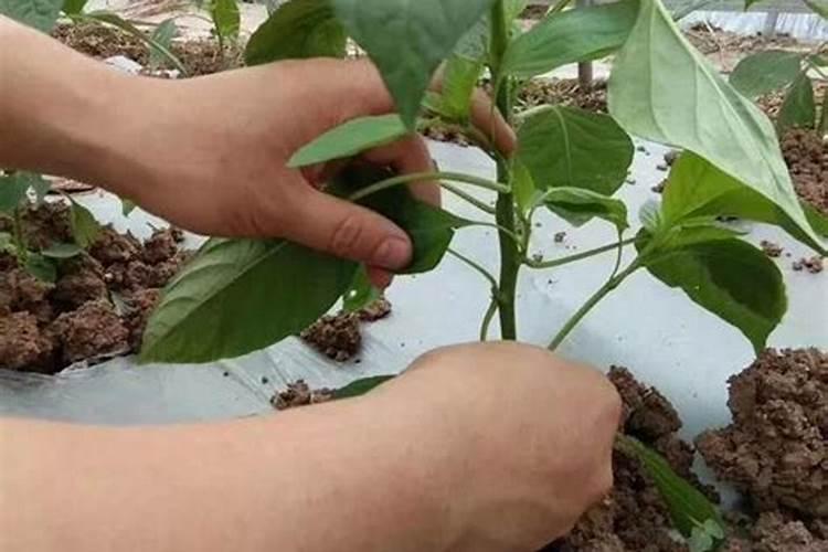 辣子苗叶片小打什么叶面肥