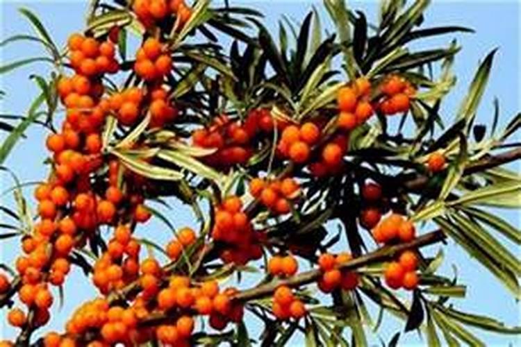 沙棘种植注意事项是什么 沙棘生长需要什么条件