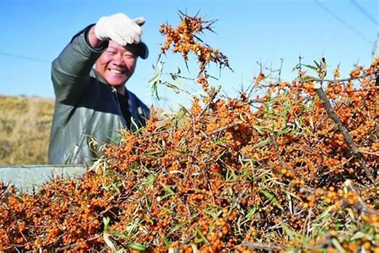 种植沙棘的正确方法