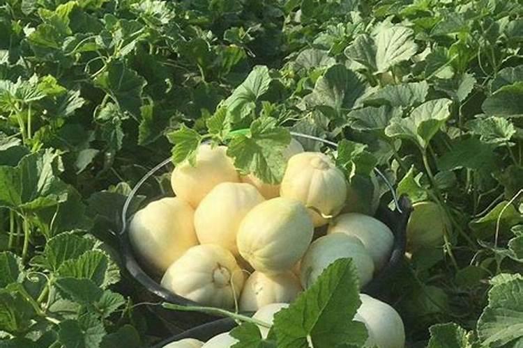 观叶植物叶面肥用磷酸二氢钾行吗