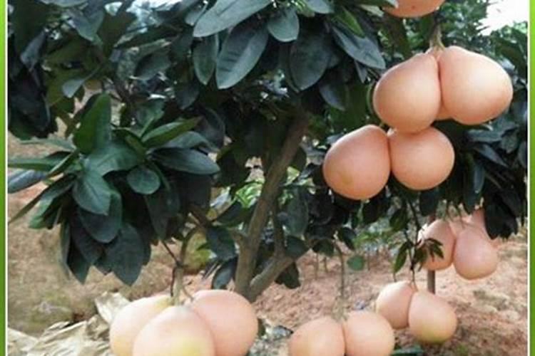 三红蜜柚怎么挑选？三红蜜柚种植方法与技巧