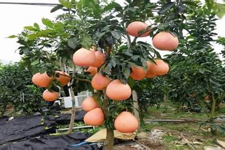 三红柚子苗种植方法？