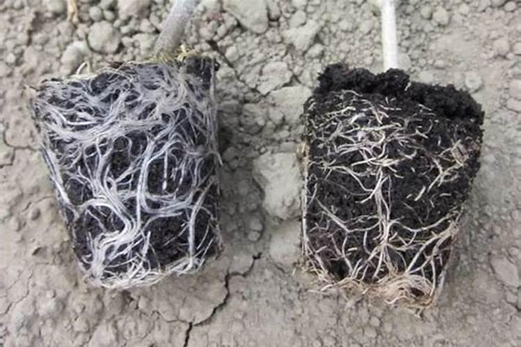 用蔬果做生根肥料的方法