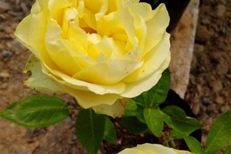 苦瓜施肥用什么肥料