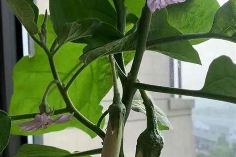 高钾肥会导致茄子僵果吗 如何正确施钾肥