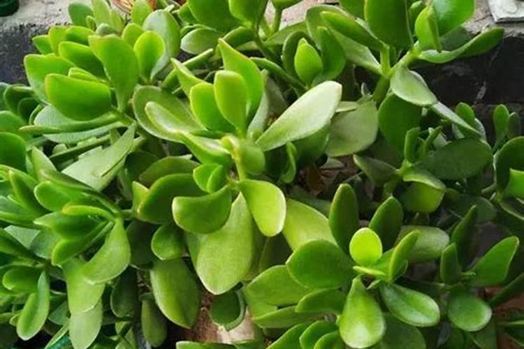 秋季盆栽梅花施什么肥料 梅花施什么肥好