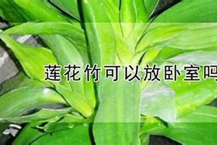 荷花竹的养殖方法和注意事项