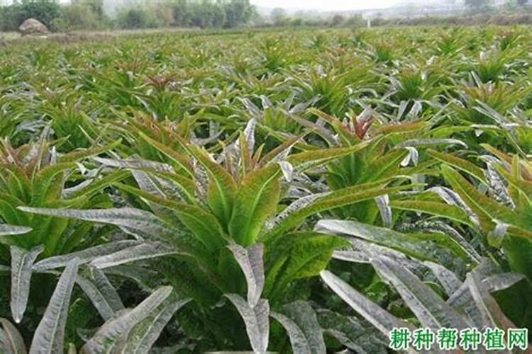 种植莴笋提高产量的施肥技巧有哪些 莴笋怎么养殖