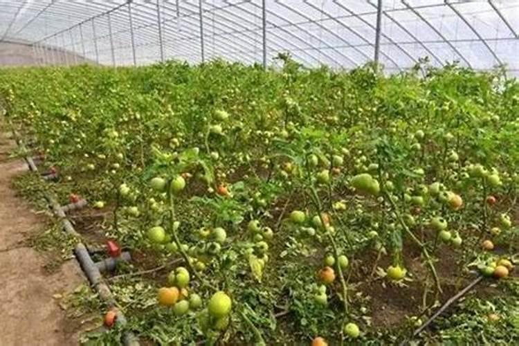 番茄在开花的这个阶段用啥叶面肥好呢？