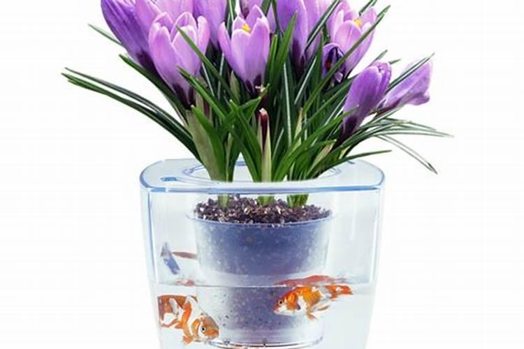 兰花用鱼蛋白好还是用氨基酸水溶吧好