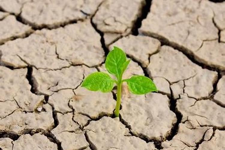 小麦使用叶面肥会晚熟吗