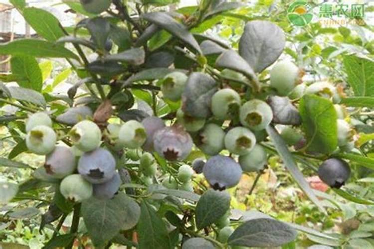 盆栽蓝莓的种植管理方法,盆栽蓝莓的种植管理方法图解