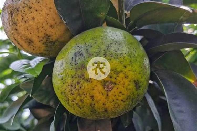 萘乙酸,杀菌药,叶面肥能一块用吗？