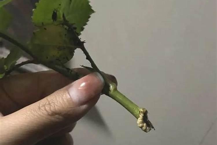 水溶肥可以撒施吗