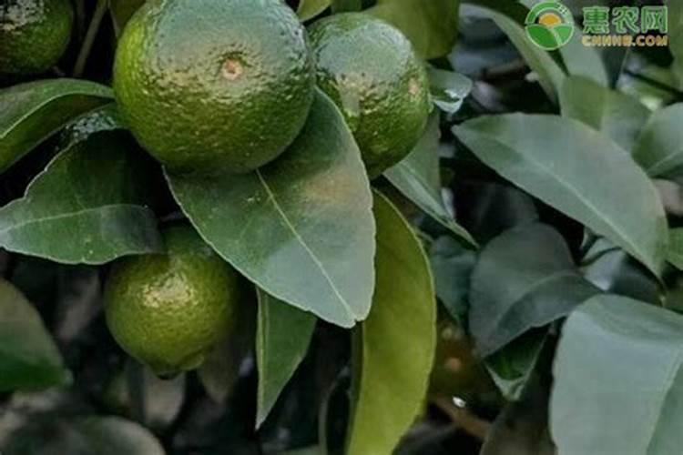 水溶肥和复合肥有什么区别？正确选择肥料,对作物种植好处连连