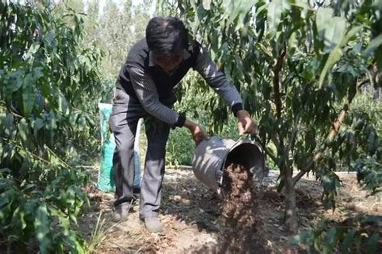 金桔树施肥过盛怎么办？