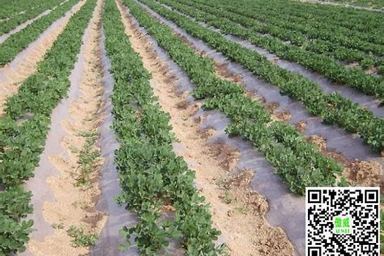 花生结荚期的施肥管理？花生用什么肥料能提高挂果率？