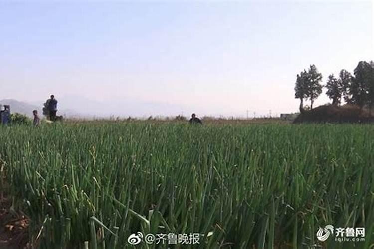 大葱在进入发叶期以后,应该如何施肥？