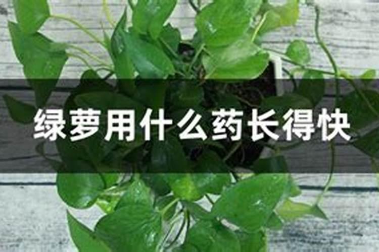 绿萝用什么叶面肥好