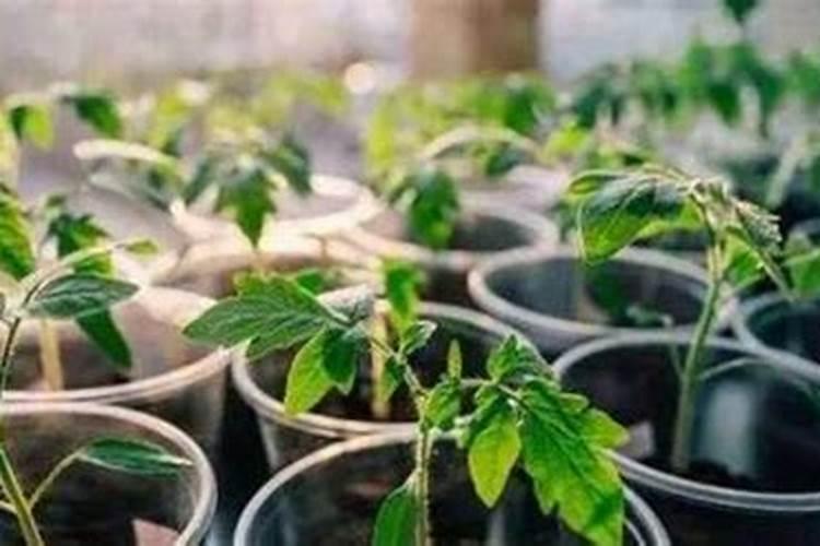 发酵肥料怎么做