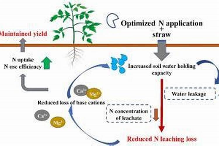 氮肥施多了怎么补救