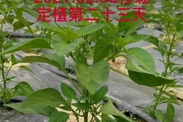 大棚种植辣椒能高产？科学用肥有讲究,用对了辣椒产量高效益好