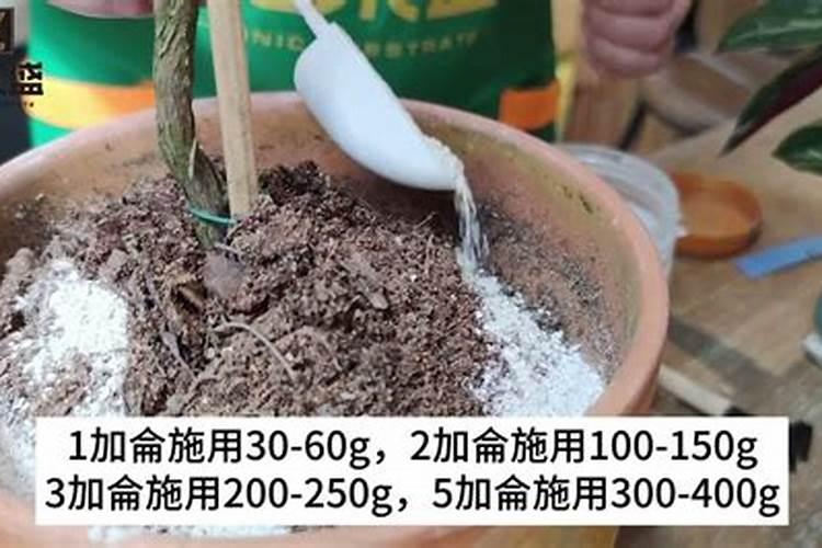 桂花树用什么肥料施肥？桂花树施肥方法及注意事项