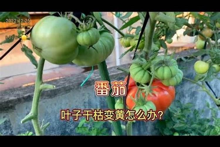 种菜用什么肥料最好