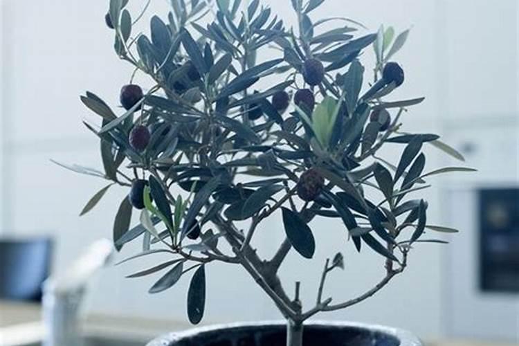 桃树施什么肥最好