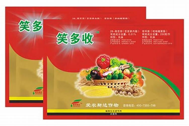 白菜秧子不爱长,僵苗。请教老师们,怎么办？