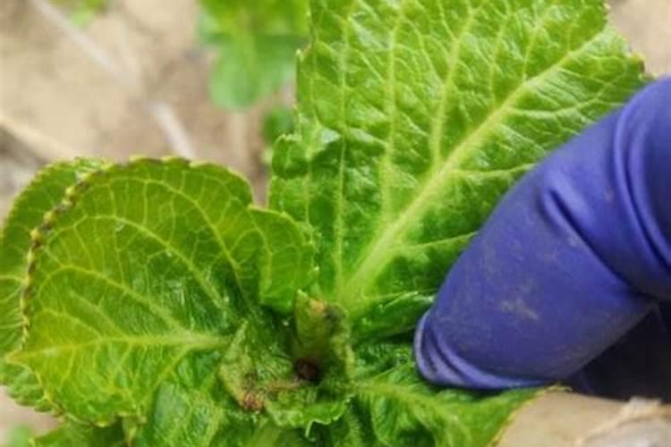 农作物叶面肥木醋液推荐厂家