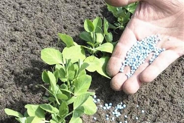 中国四大转基因公司