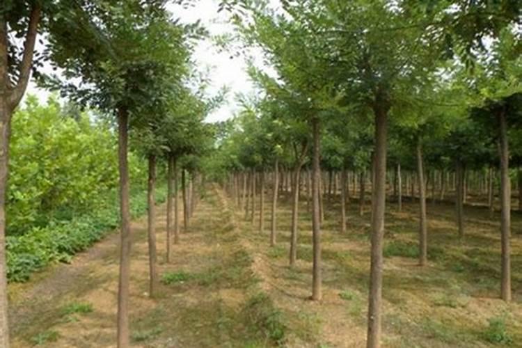 国槐忌讳用什么肥料