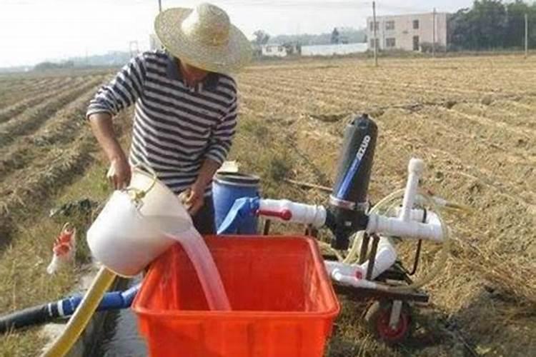 三角梅用什么肥料最好