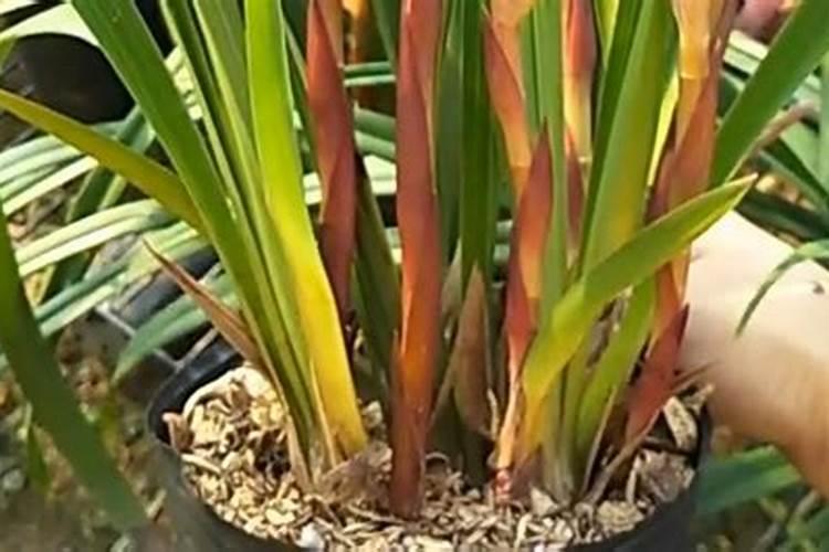 平衡肥和中钾肥还和膨果能不能一块冲施