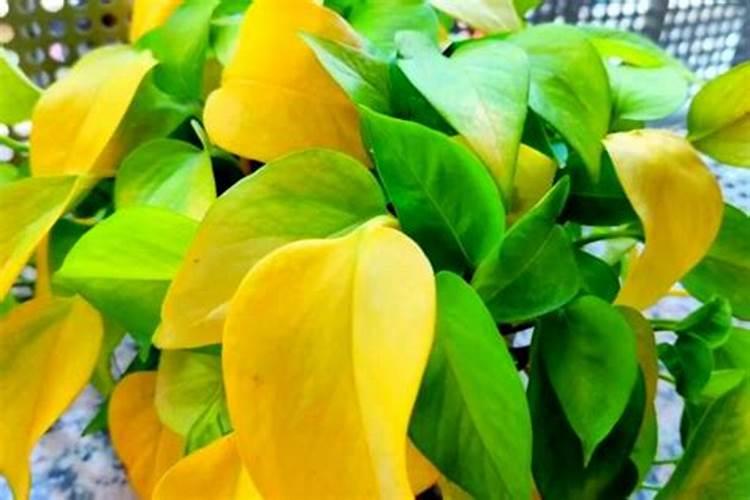 绿萝多久施肥一次 绿萝的施肥方法