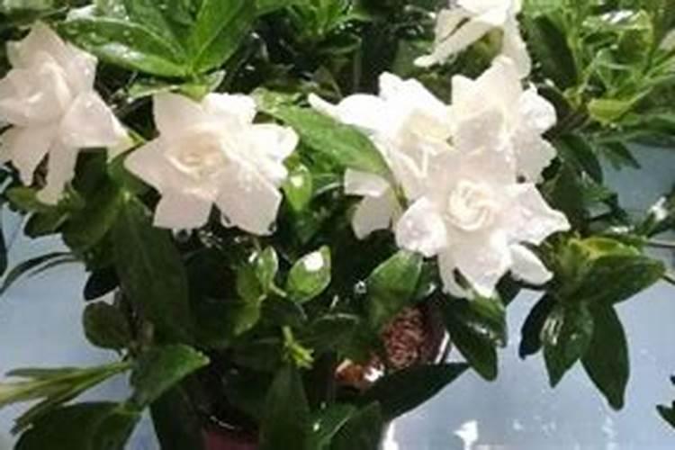 磷酸二铵是什么肥料